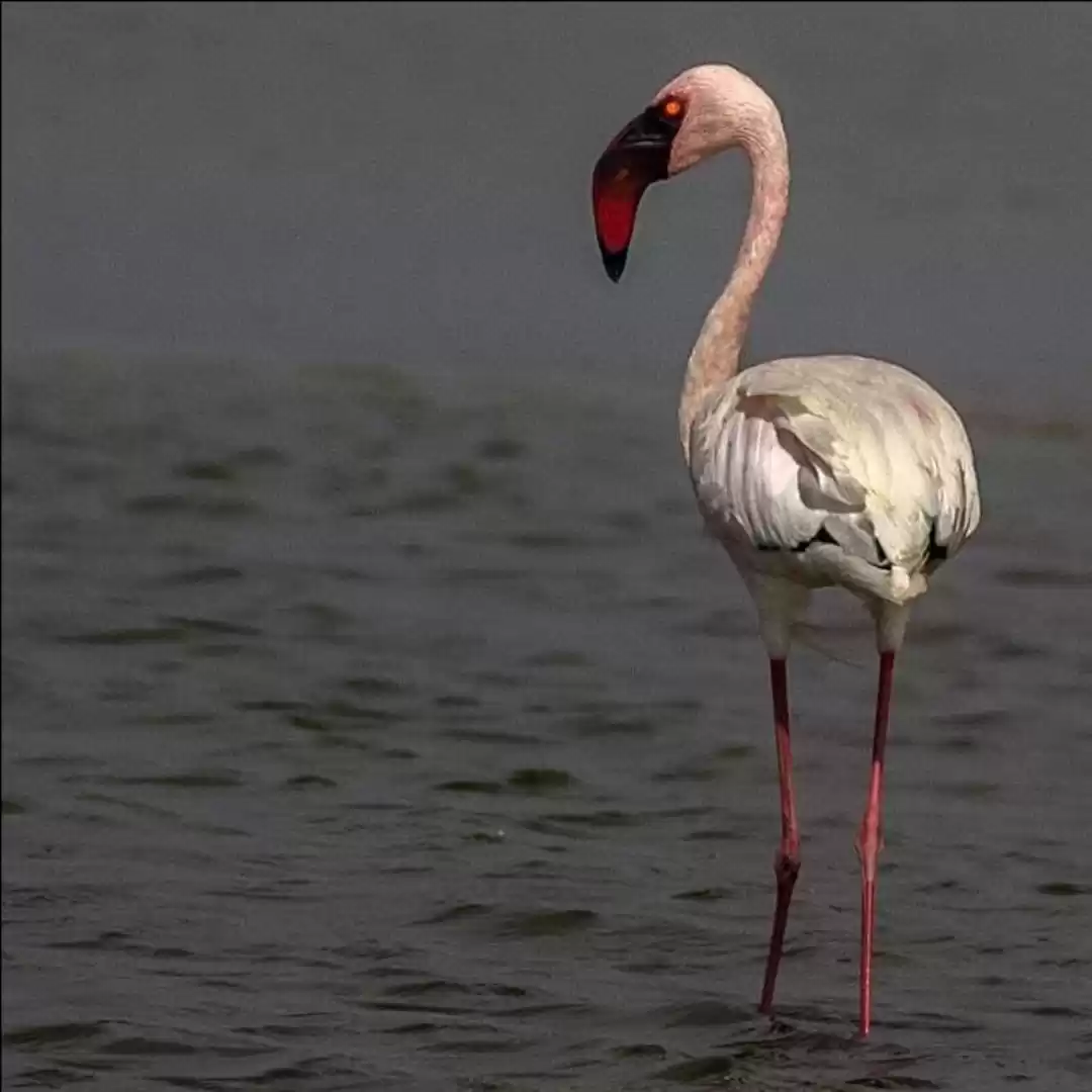 Photo of Flamingo