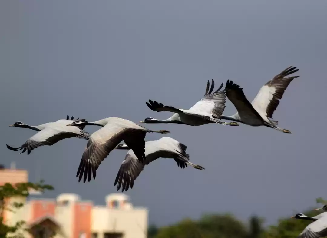 Photo of Gorgious gujrat