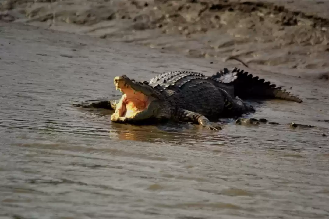 Photo of Stunning sundarban 