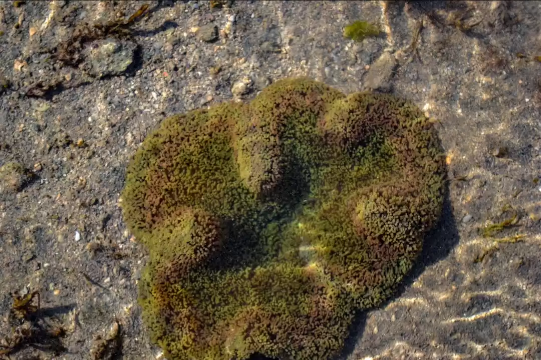 Photo of Nicely narara