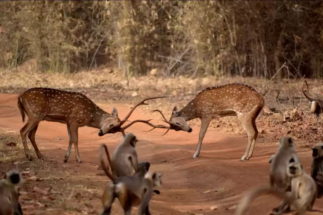 Photo of Beautiful barnaopar