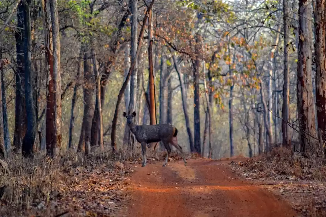 Photo of Terrific tadoba 