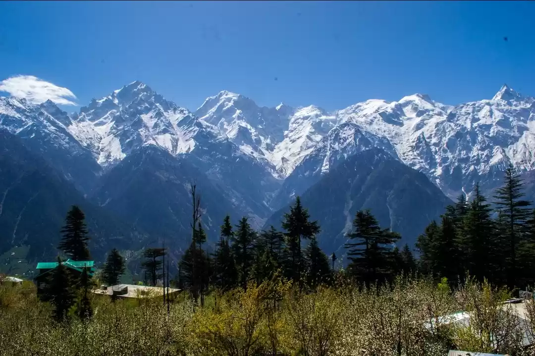 Photo of Knockout kalpa