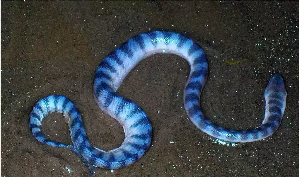 Photo of Magical mandemandarm