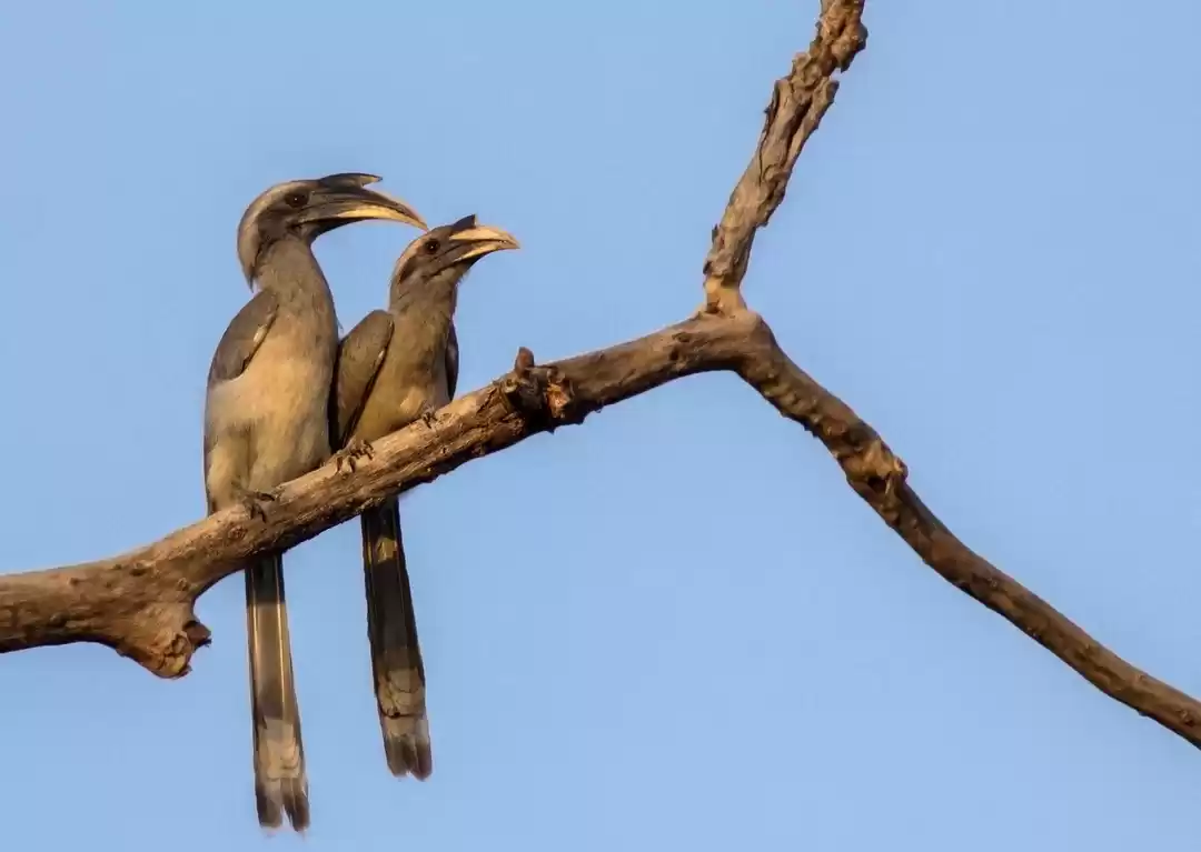 Photo of Beauteous Betla fore