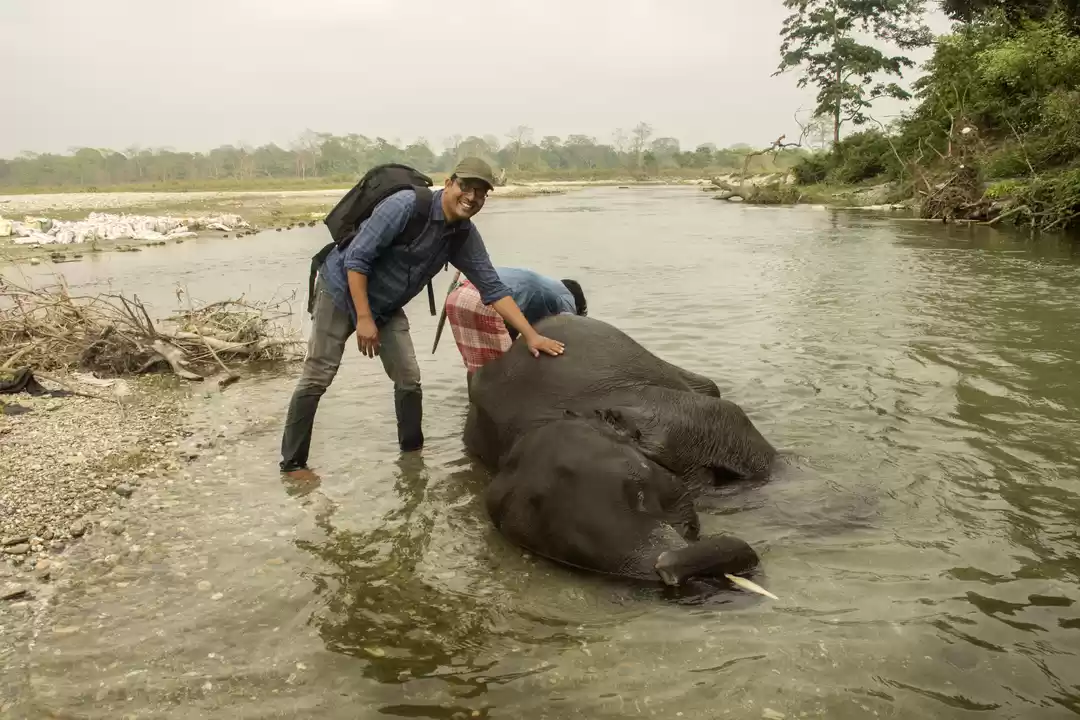 Photo of Dhupjhora elephant C