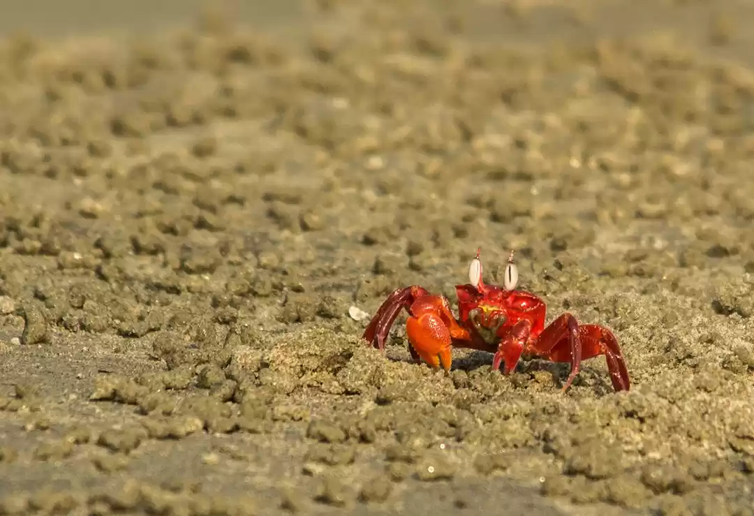 Photo of Henry Island a lonel