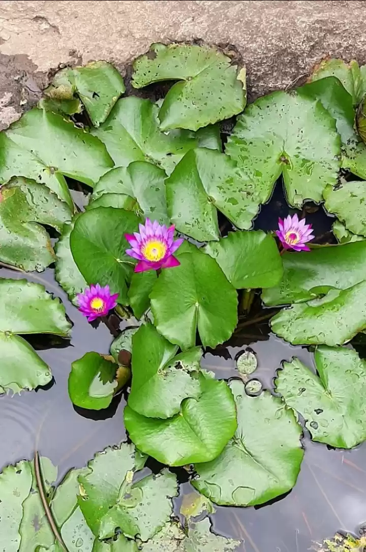 Photo of Purple lotus 