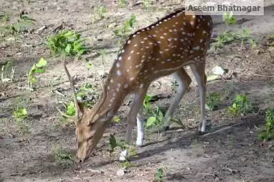 Photo of Corbett National Par