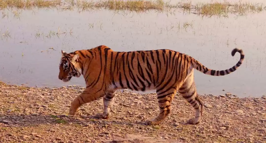 Photo of Ranthambore Tiger Sa