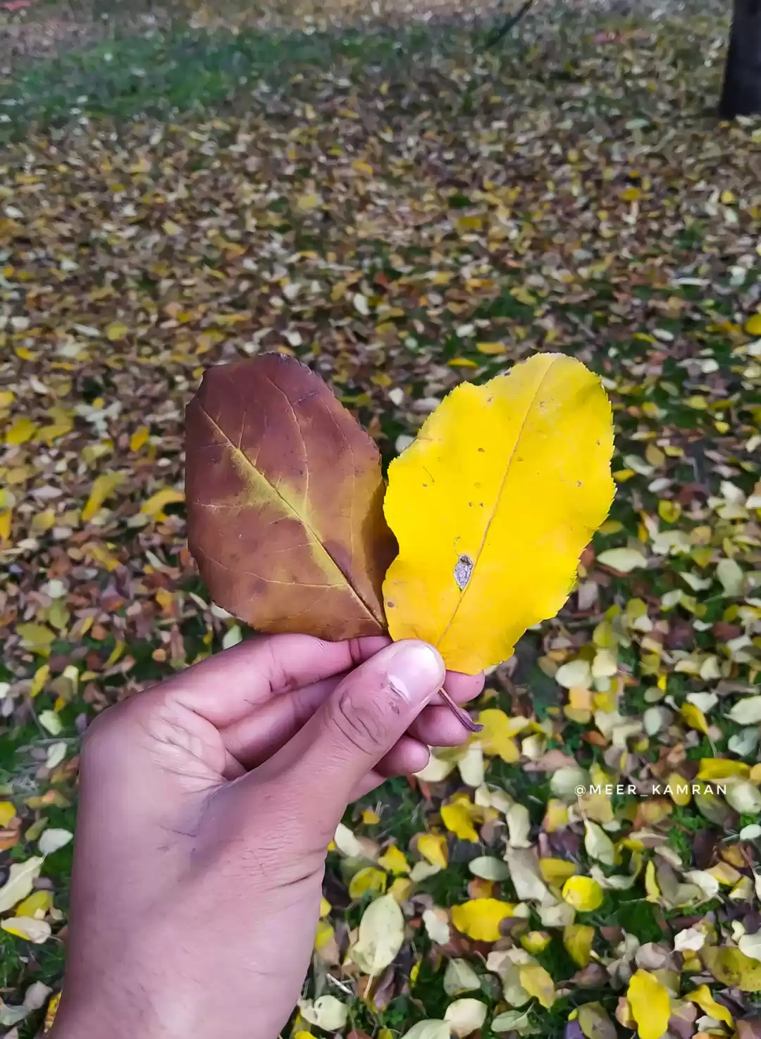 Photo of Nishat garden