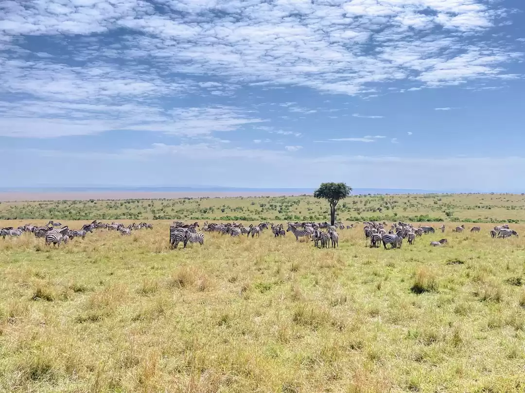 Photo of 7-days Masai Mara &