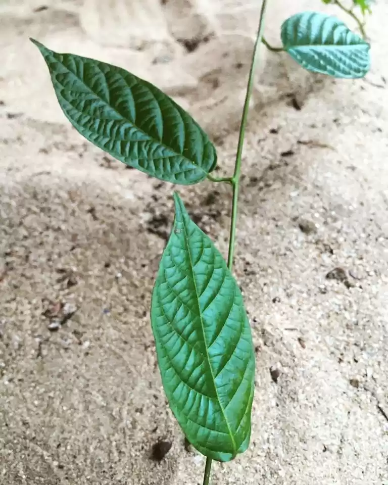 Photo of Let go and be – Goa 