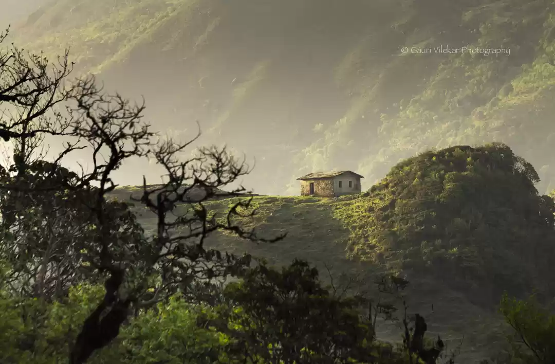 Photo of Of ravines, wildflow