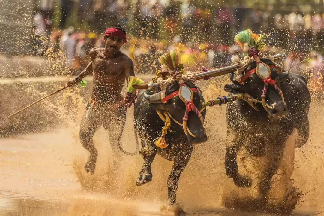 Photo of The Thrills of Kamba