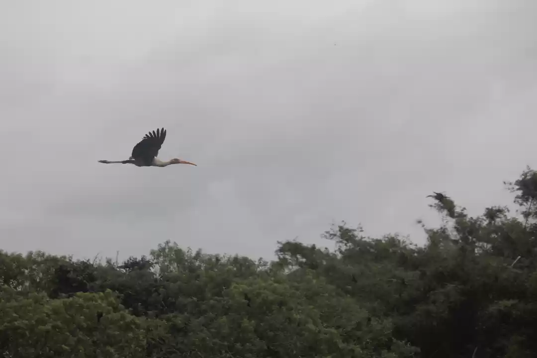 Photo of Witness migratory sp