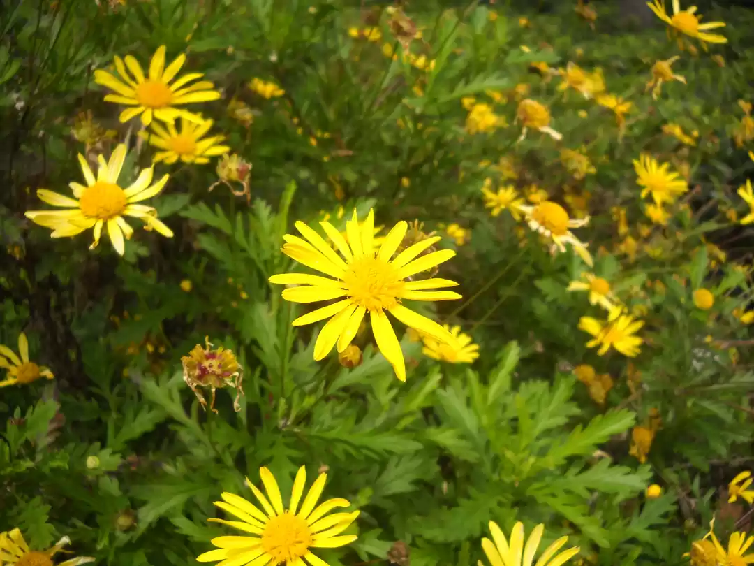 Photo of Flirting with nature