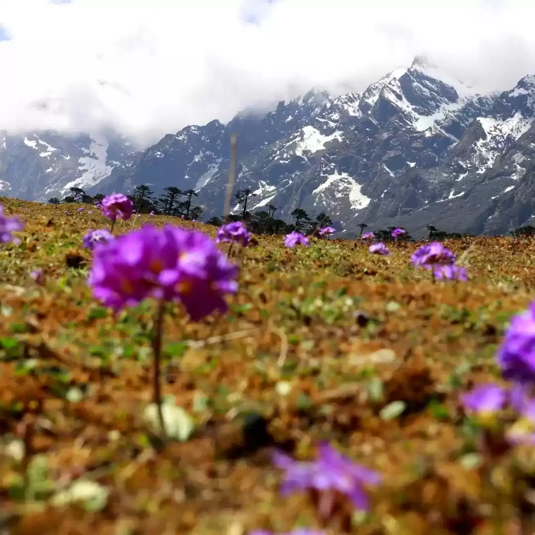 Photo of Yumthang Valley.