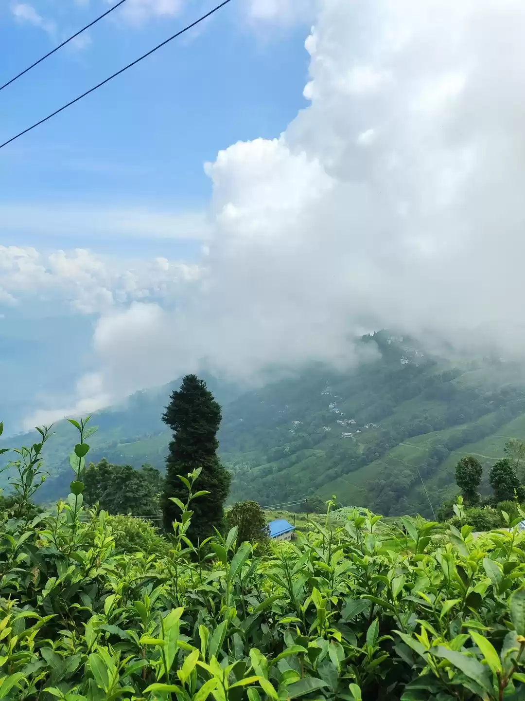 Photo of Darjeeling the queen