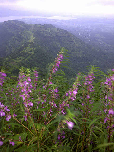 Photo of Sinhagad: Why so early??