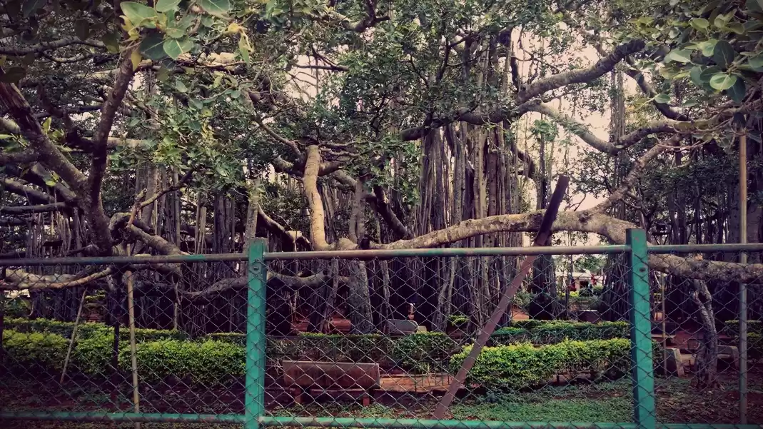 Photo of 400 year old offbeat