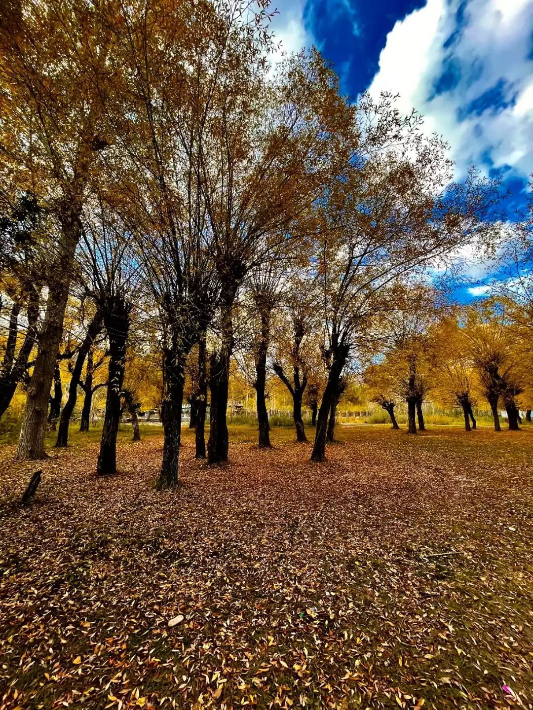 Photo of Fall foliage in USA.
