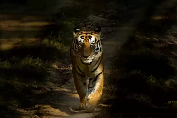 Photo of Kanha national park