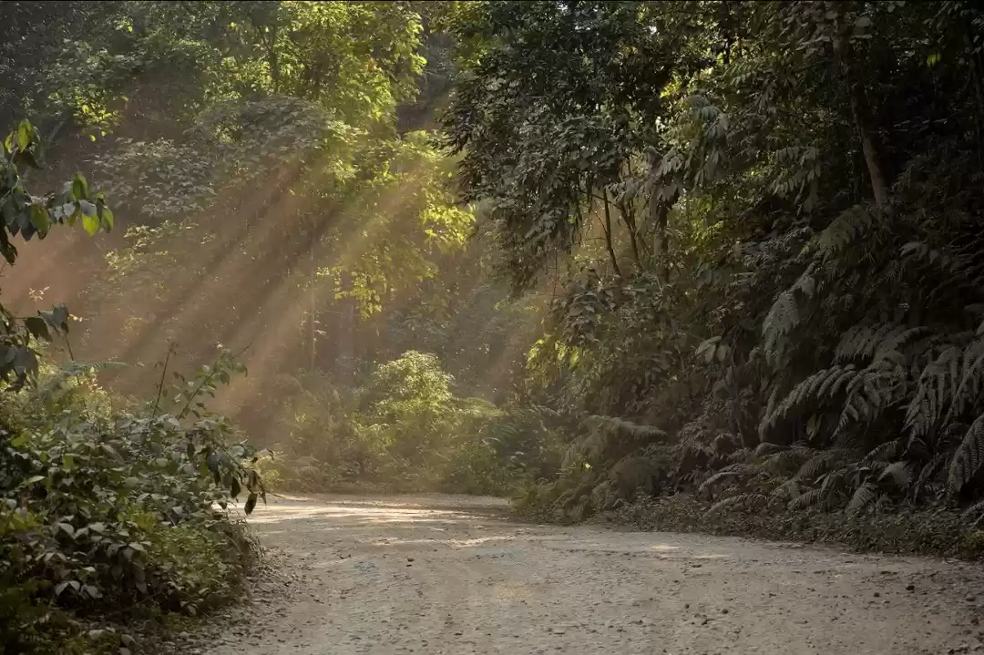 Photo of Blossomed nature at 