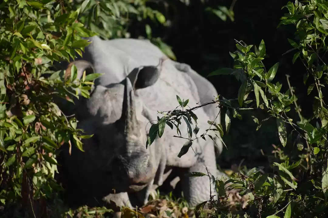 Photo of Roaming the Wild: Un