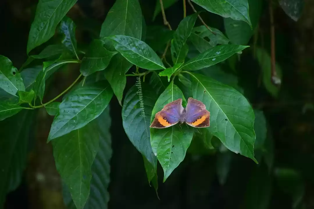 Photo of Exploring Dehing Pat