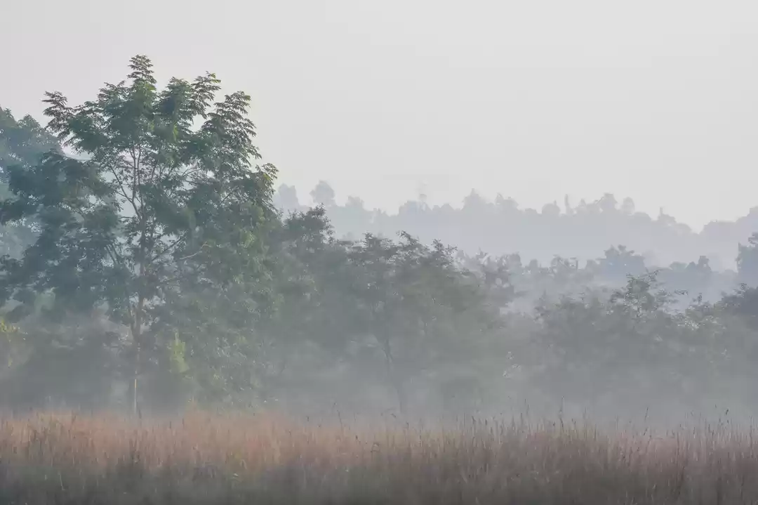 Photo of Valmiki Tiger Reserv