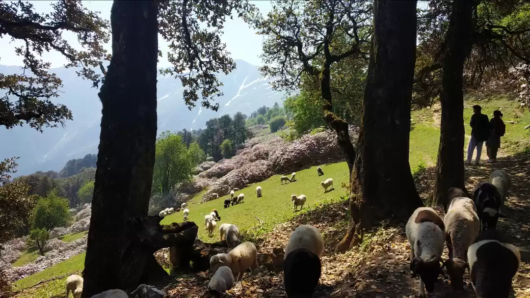 Photo of On treck to Chandrak