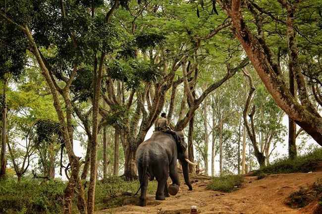 Coorg Scotland Of South India Tripoto With a well preserved cultural heritage, each state in south india has blessings from lord murugan, rent a boat and cruise in the serene lakes to for a incredible experience. coorg scotland of south india tripoto