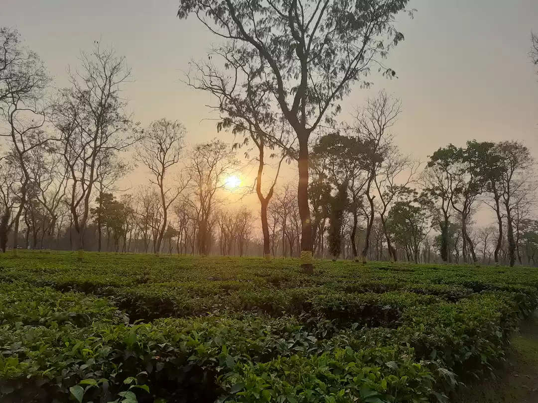 Photo of Dooars, 3nights 4day