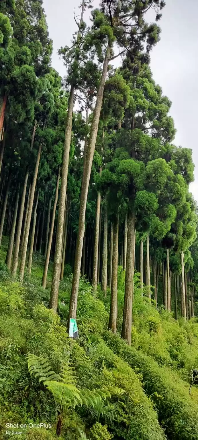 Photo of Moonsoon at Kalimpon