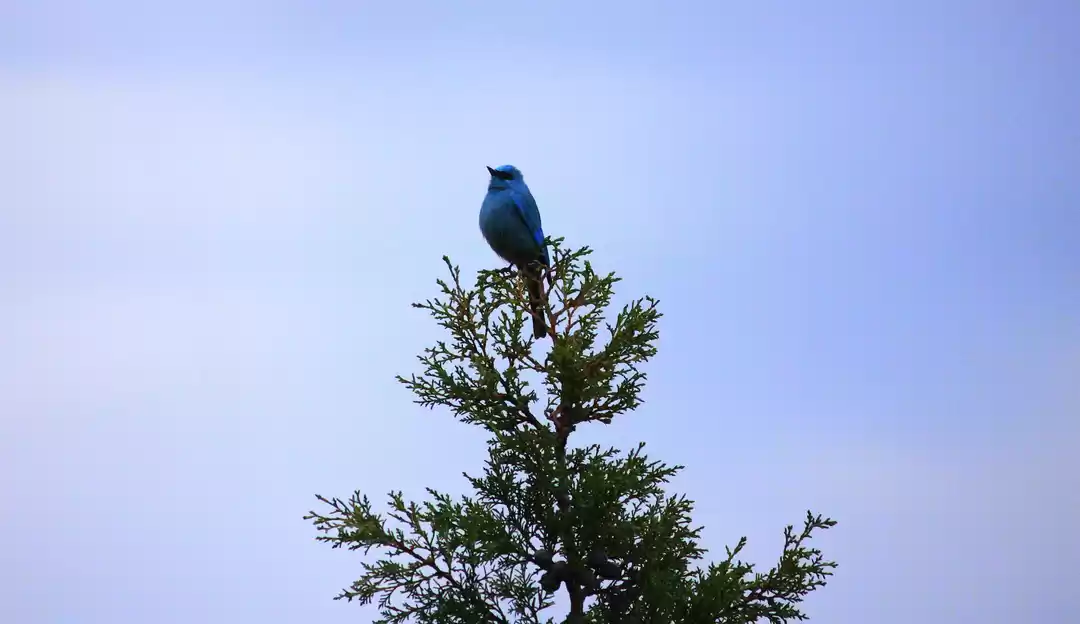 Photo of Birds of Himalayas