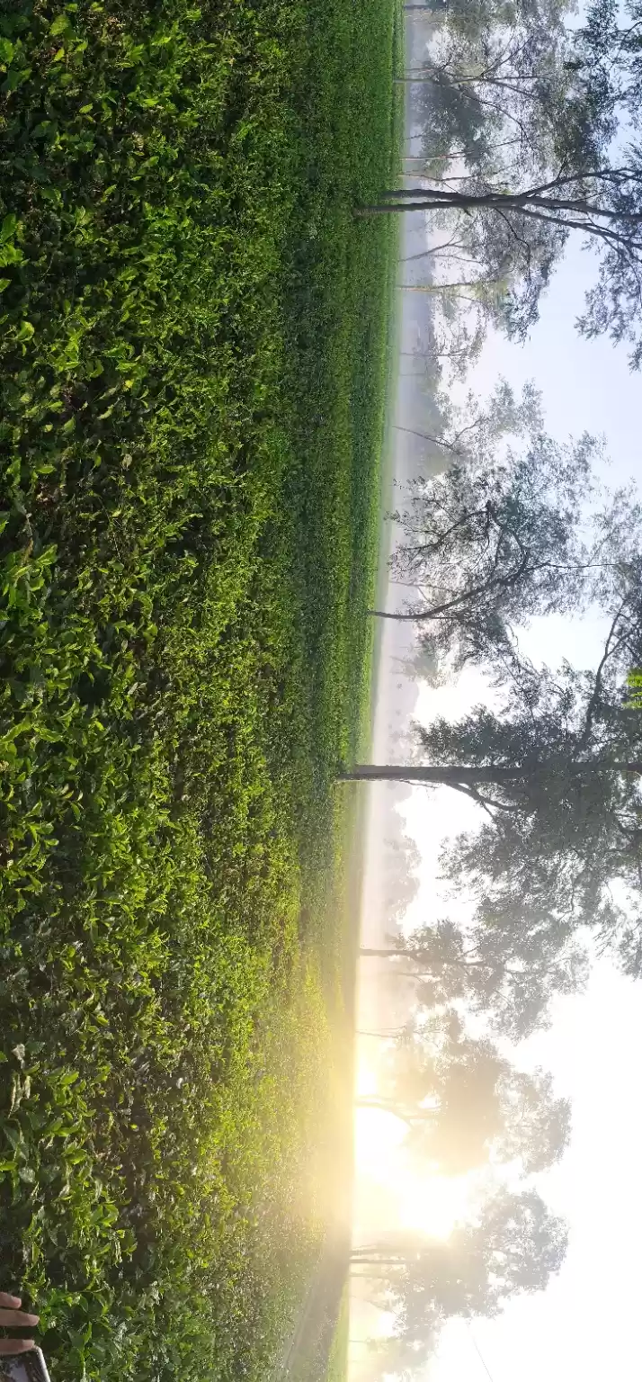 Photo of Siliguri tea garden 