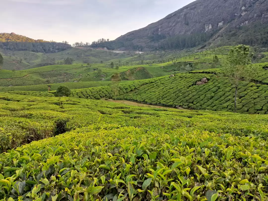 Photo of Tea garden in munnar