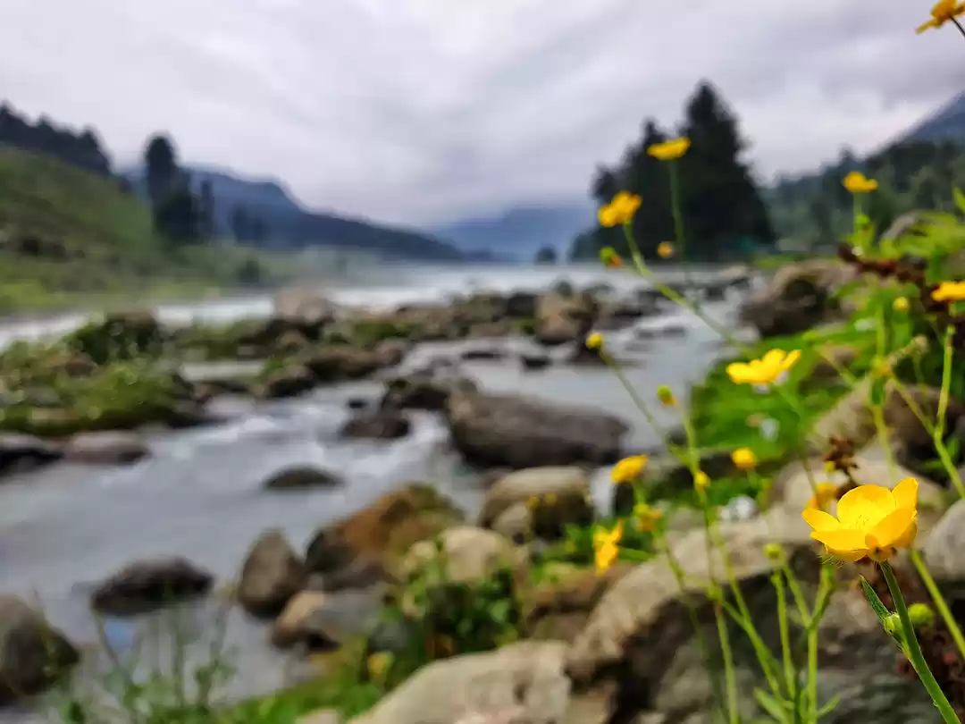 Photo of Flowers are Fairies 