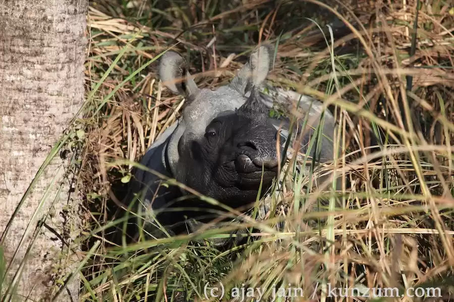 Photo of Go Wild in Chitwan i