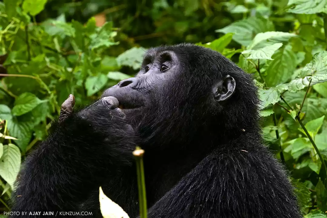 Photo of Wild in Uganda: Lose