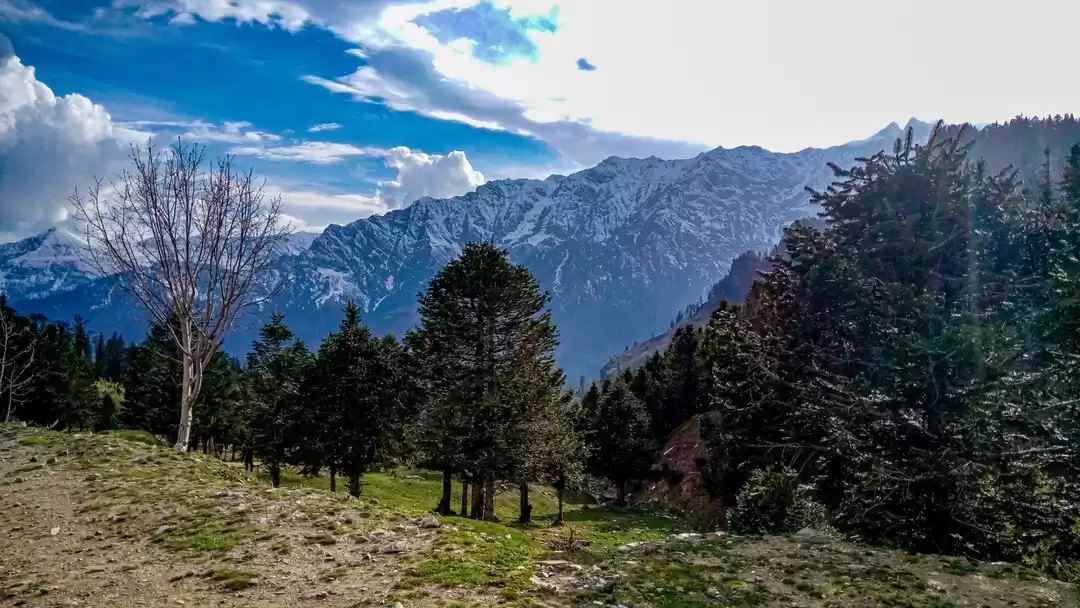 Photo of Gulaba- Your search 