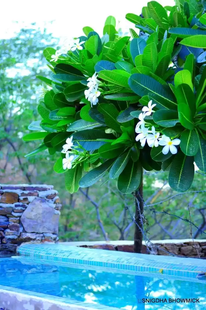 Photo of Neemrana Fort Palace