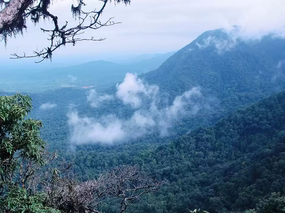 Photo of Highest Rainfall Pla