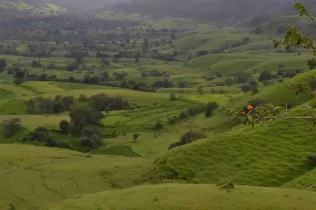 Photo of Monsoon Magic - KAAS