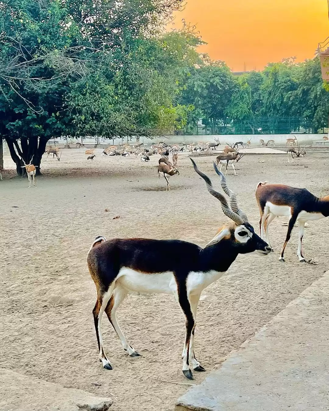 Photo of Gokul Diaries 