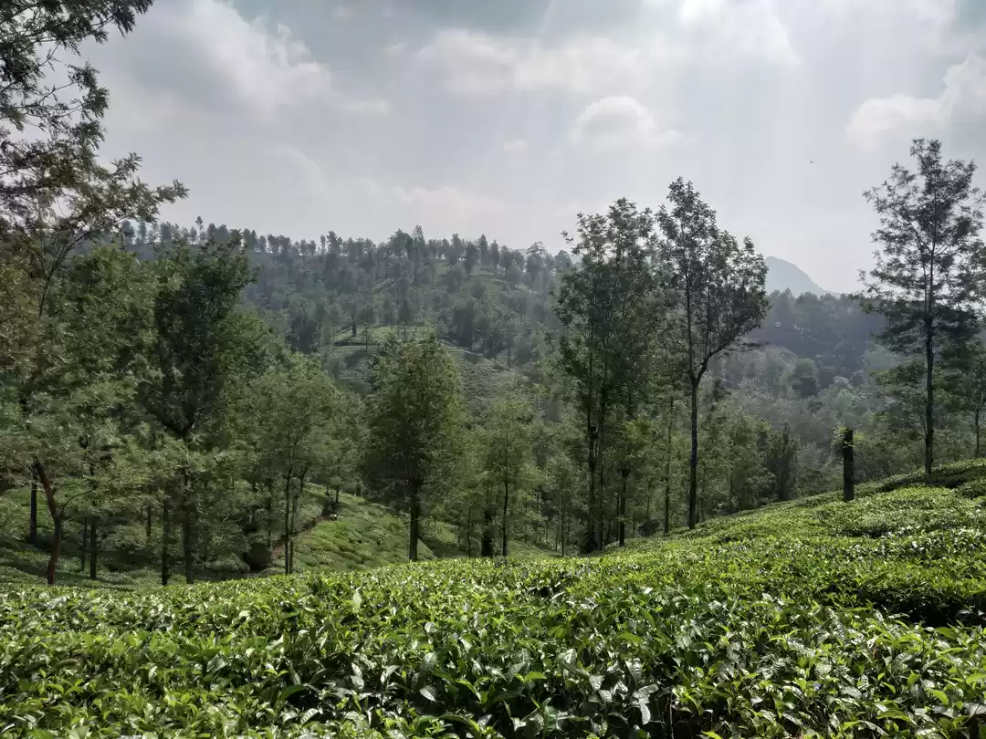 Photo of Wayanad : A Complete