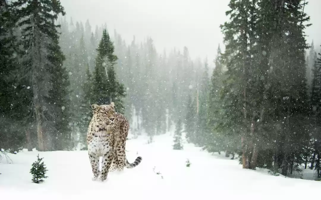 Photo of Tracking the Elusive