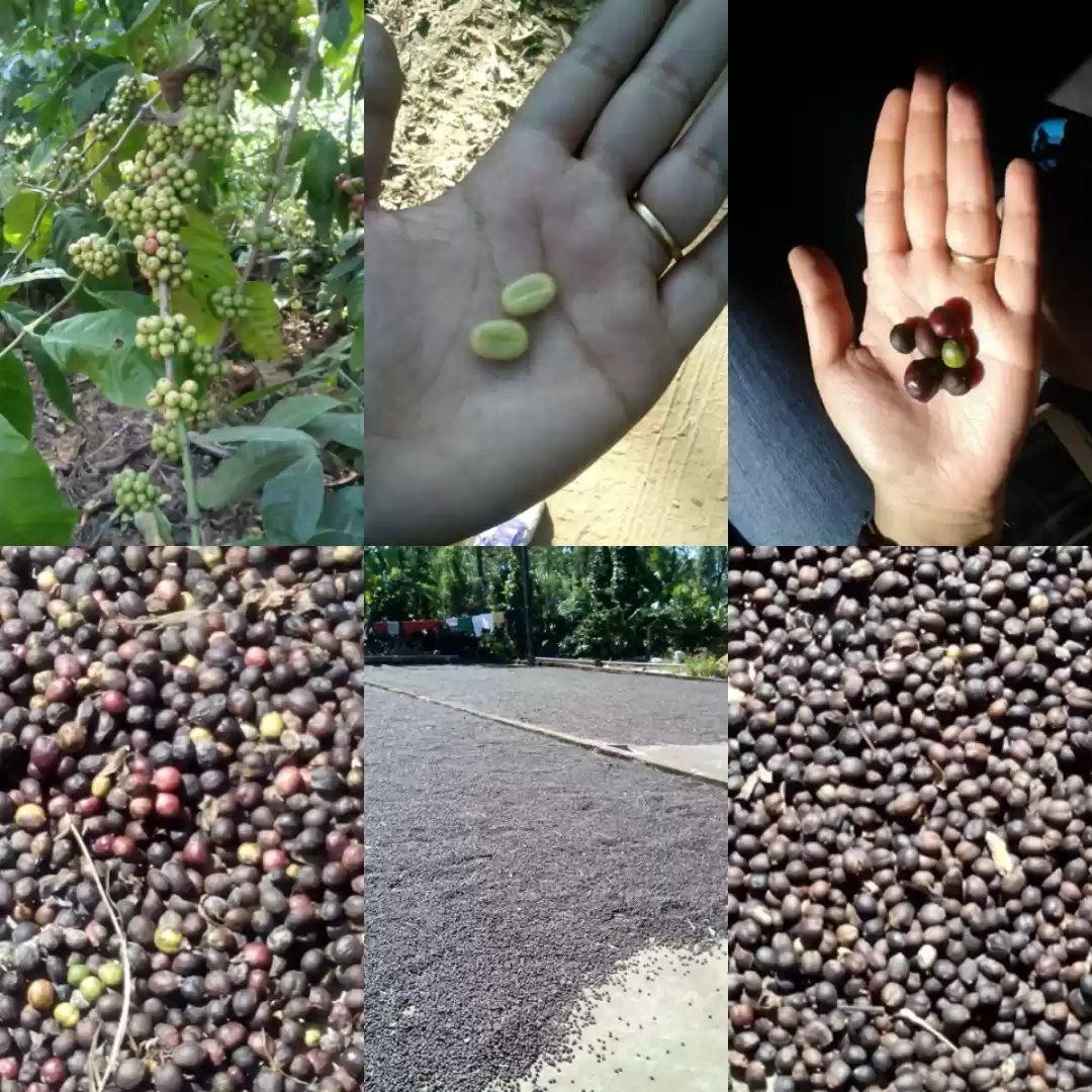 Photo of Coorg for the Coffee