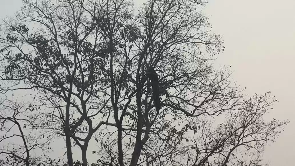 Photo of Amazing Corbett week